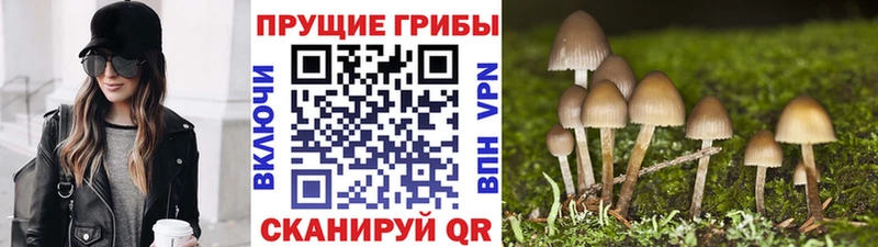 Псилоцибиновые грибы Psilocybine cubensis  Кинель 